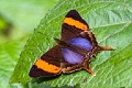 NYMPHALIDAE, Marpesia corinna